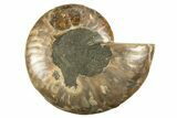 Cut & Polished Ammonite Fossil (Half) - Crystal Pockets #310597-1